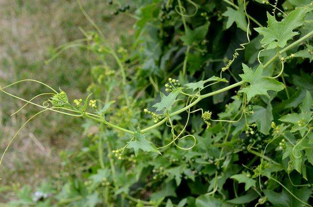 Image of bryony