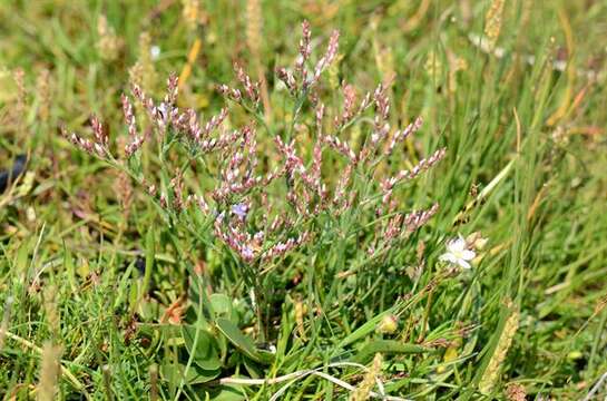 Image of Limonium humile Miller