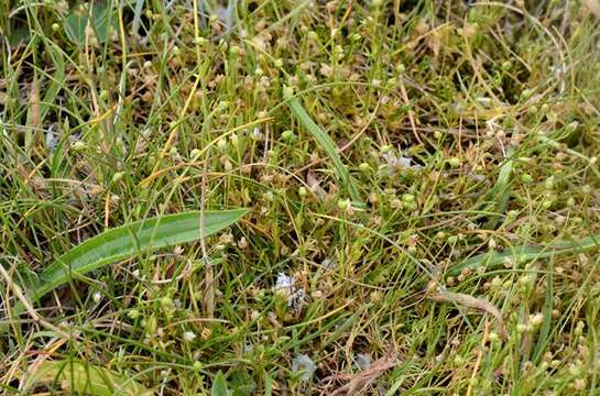 Image of pearlwort