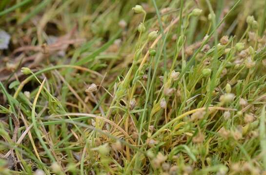 Image of pearlwort