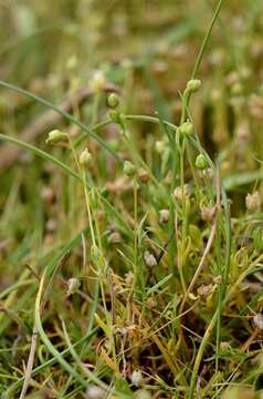 Image of pearlwort