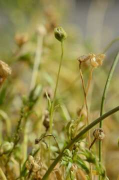 Image of pearlwort