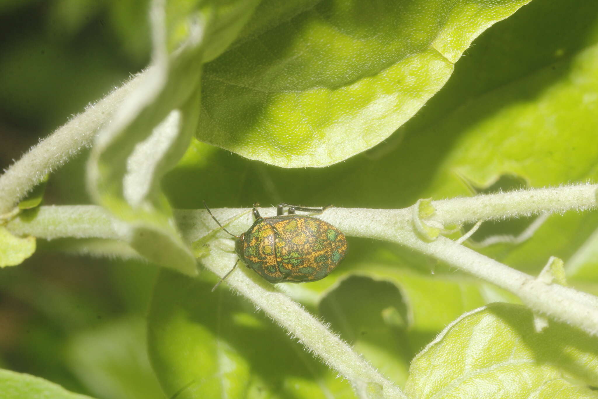 Image of Orsilochides variabilis (Herrich-Schaeffer 1837)