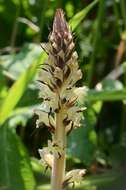 Imagem de Orobanche reticulata Wallr.