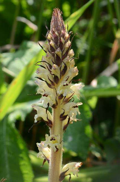 Image of Thistle broomrape