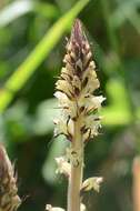 Imagem de Orobanche reticulata Wallr.