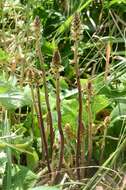 Image of Thistle broomrape