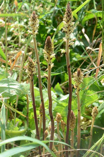 Imagem de Orobanche reticulata Wallr.