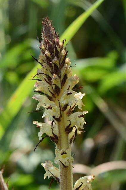 Imagem de Orobanche reticulata Wallr.