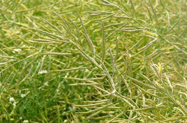 Слика од Brassica napus subsp. napus