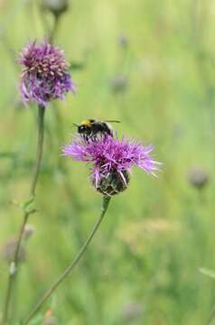 Centaurea scabiosa L. resmi