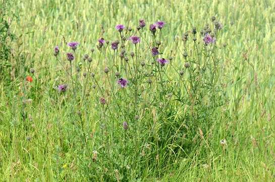 Centaurea scabiosa L. resmi