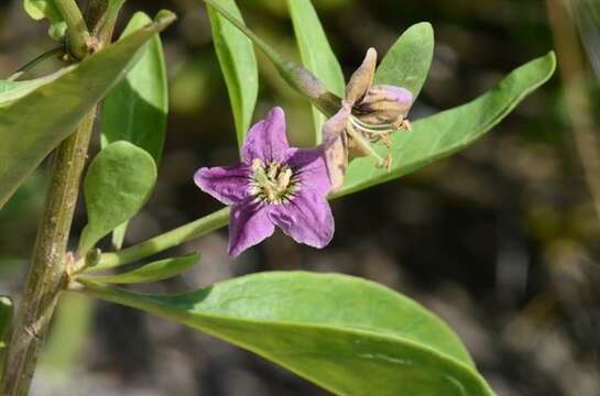 Image of desert-thorn