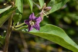 Image of desert-thorn