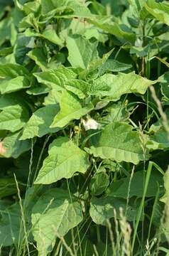 Image of <i>Physalis alkekengi</i>