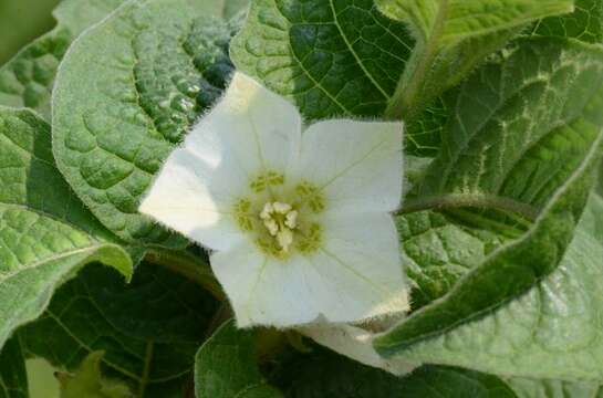 Image de <i>Physalis alkekengi</i>