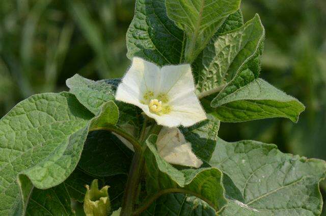 Image of <i>Physalis alkekengi</i>