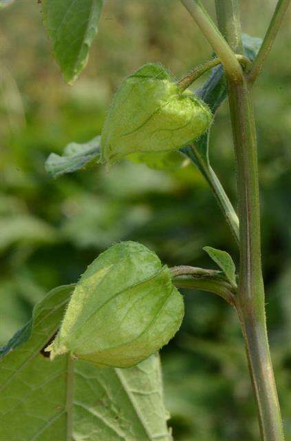 Image of <i>Physalis alkekengi</i>