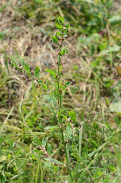 Image of knotgrass