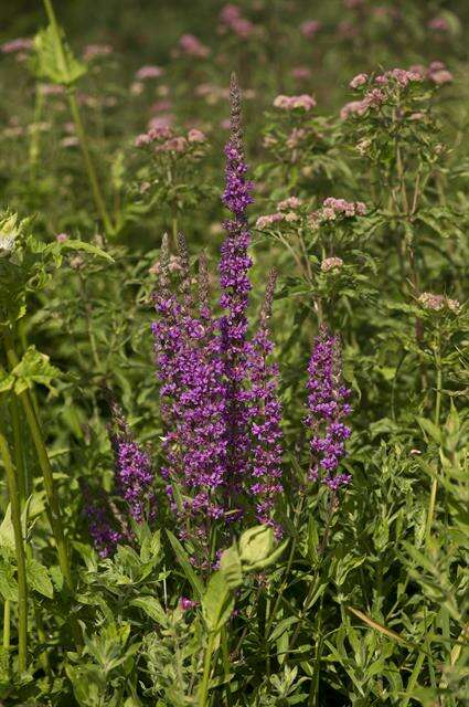 Image of loosestrife