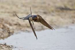 Image of Hirundo Linnaeus 1758