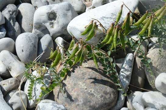 Imagem de <i>Vicia sylvatica</i> var. <i>condensata</i>