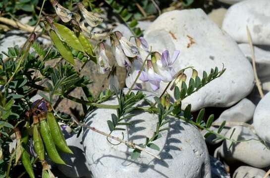 Imagem de <i>Vicia sylvatica</i> var. <i>condensata</i>