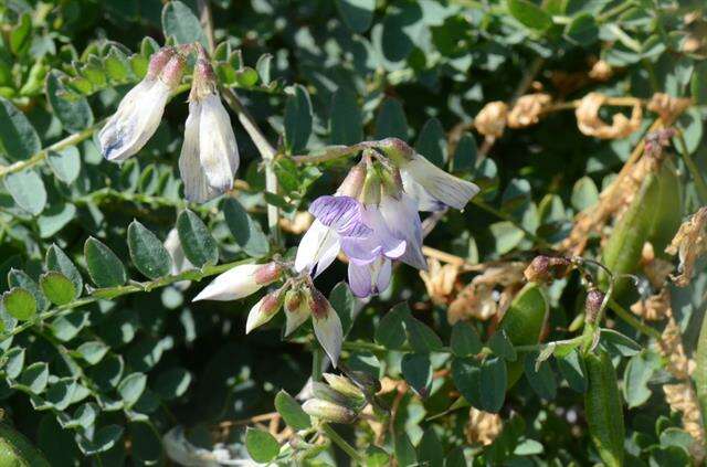 Image of <i>Vicia sylvatica</i> var. <i>condensata</i>