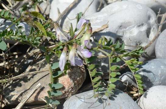 Image of <i>Vicia sylvatica</i> var. <i>condensata</i>