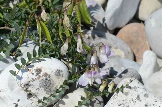 Image of <i>Vicia sylvatica</i> var. <i>condensata</i>