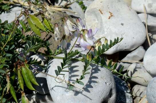 Imagem de <i>Vicia sylvatica</i> var. <i>condensata</i>