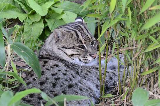 Image of Asian spotted cats