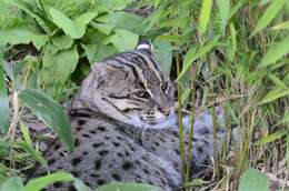 Image of Asian spotted cats