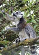 Image of Ring-tailed Lemurs