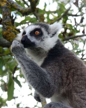 Image of Lemur Linnaeus 1758