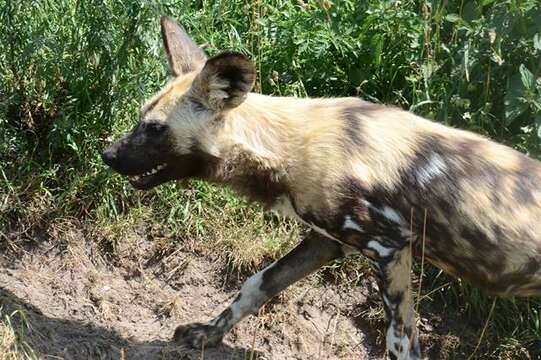 Image of African Wild Dog