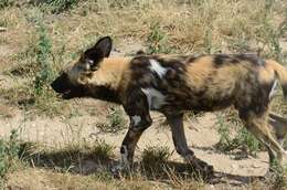 Image of African Wild Dog