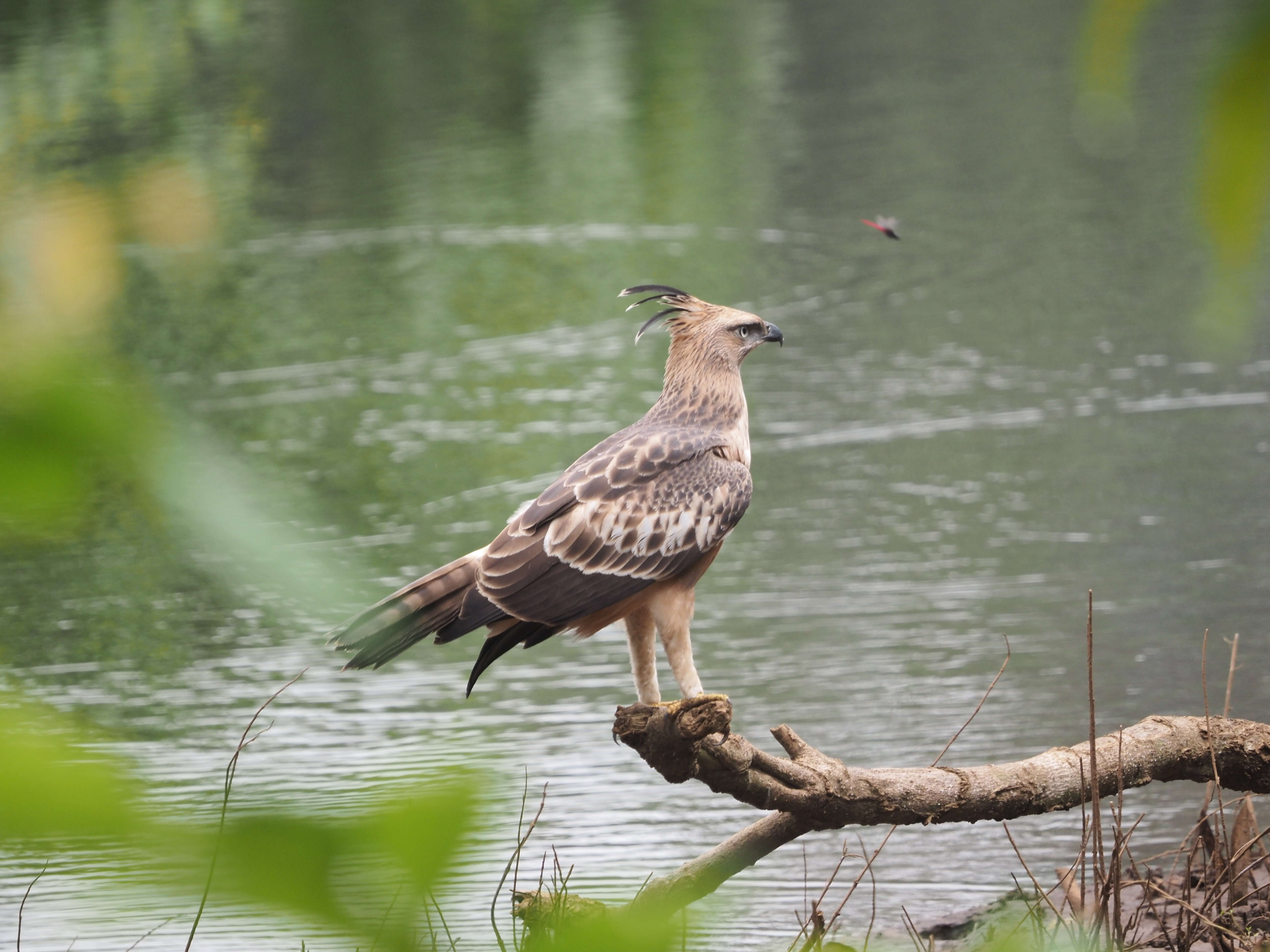 Nisaetus cirrhatus (Gmelin & JF 1788) resmi