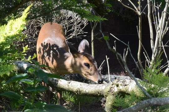 Image of Barking Deer sp.