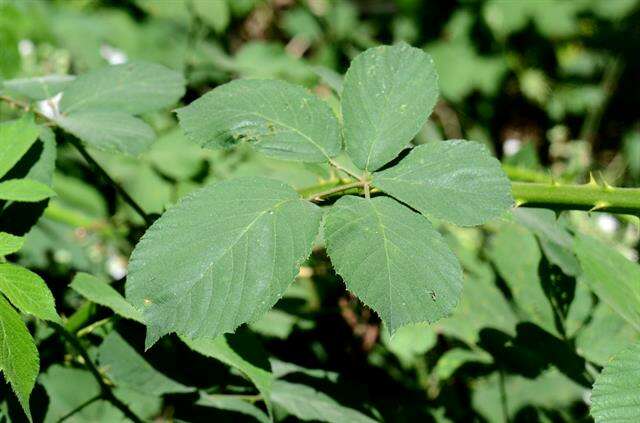 Image of Rubus polyanthemus Lindeb.