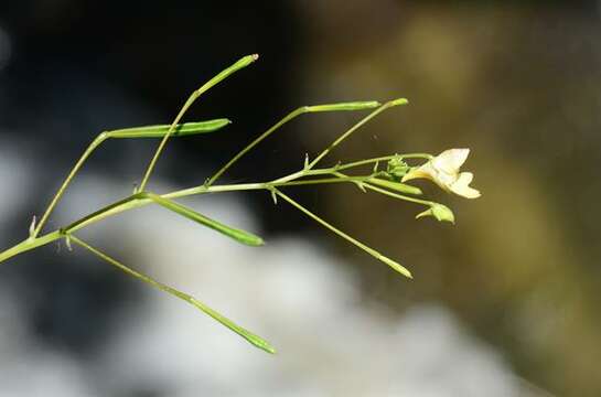 Image of Jewelweeds