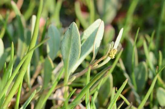 Image of sea-purslane