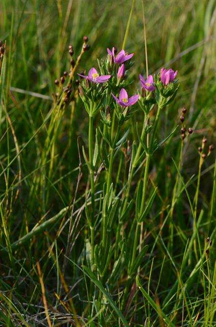 Imagem de Centaurium