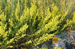 Image of bedstraw