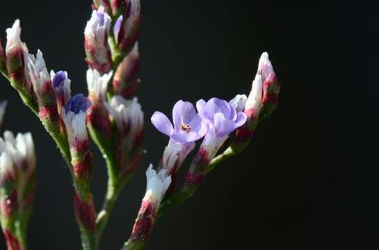 Image of Limonium humile Miller