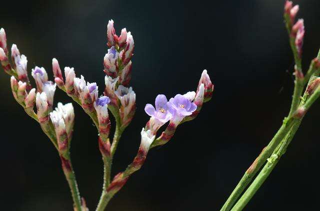 Image of Limonium humile Miller