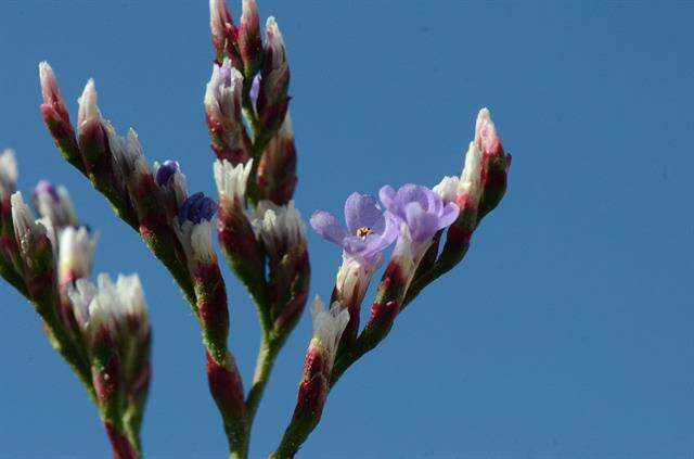 Image of Limonium humile Miller