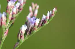 Image of Limonium humile Miller