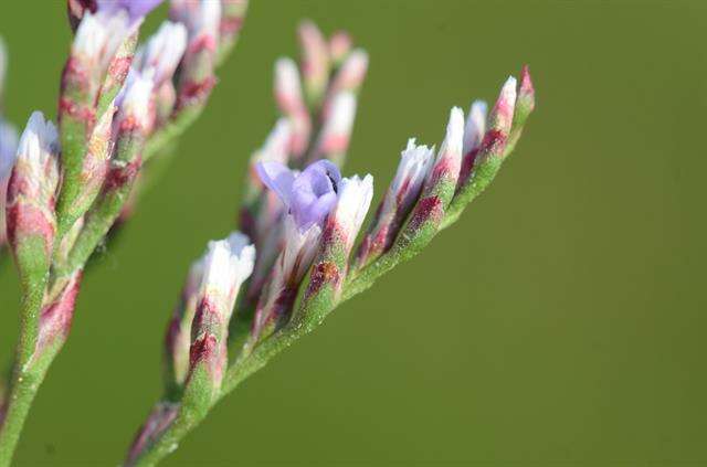 Image of Limonium humile Miller