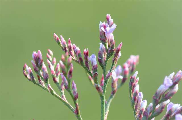 Image of Limonium humile Miller